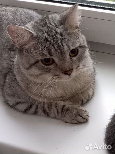 Самый лучший кот