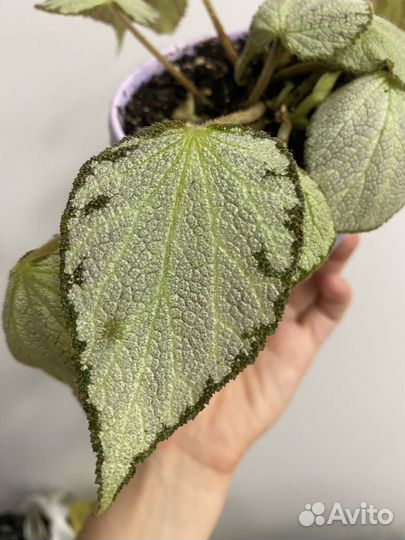 Бегония декоративно лиственная