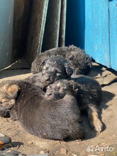 Щенки помесь немецкой овчарки
