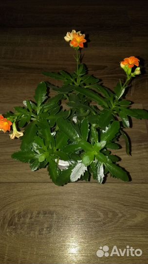 Плющ. Сансевиерия. Сциндапсус золотистый. Каланхоэ