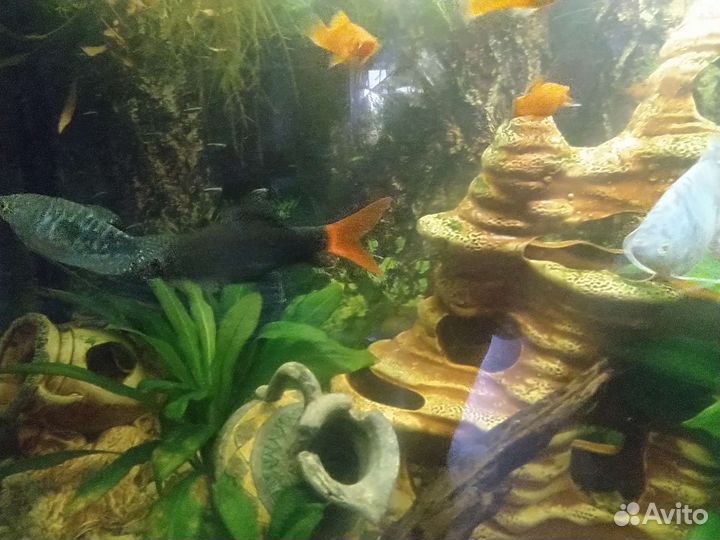 Меченосцы,гурами