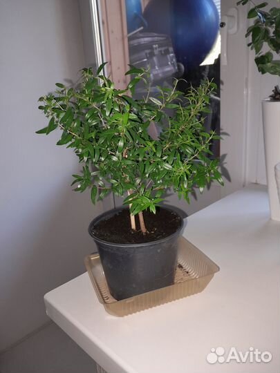 Гранат,мирт и другие цветы