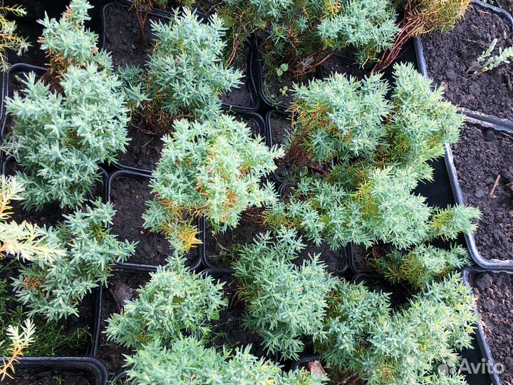 Туи теди, вересковидная ericoides,тис ягодный,кедр