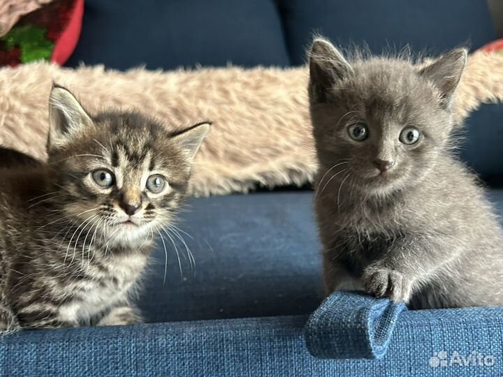 Котята сибирской кошки