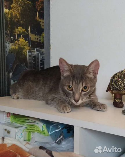 Кошка 1 год в добрые руки