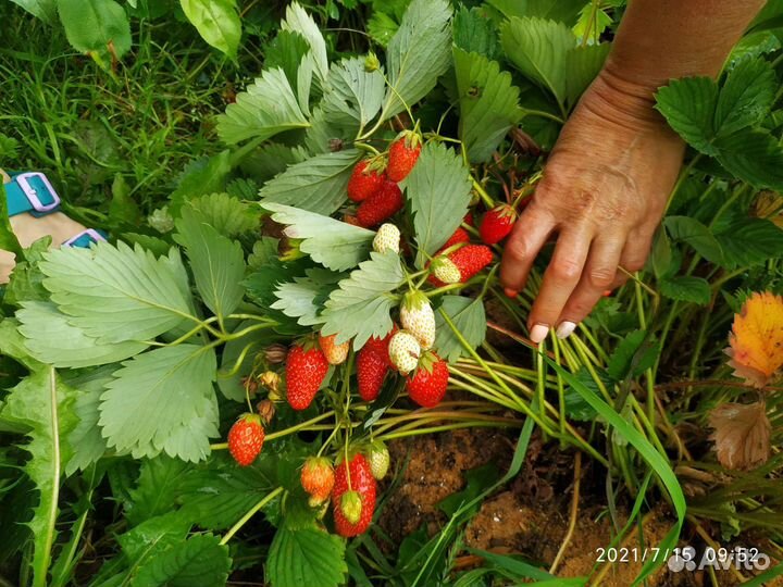 Рассада клубники