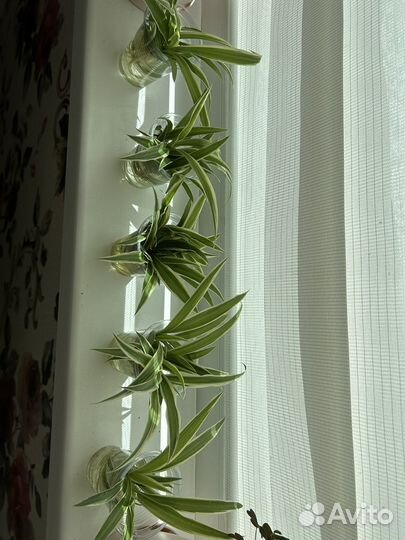 Хлорофитум