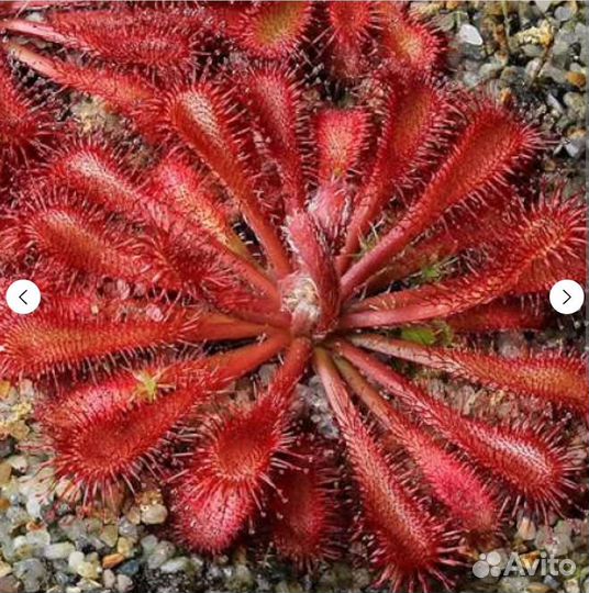 Росянка Spatulata var lovely, Семена 15-20 шт