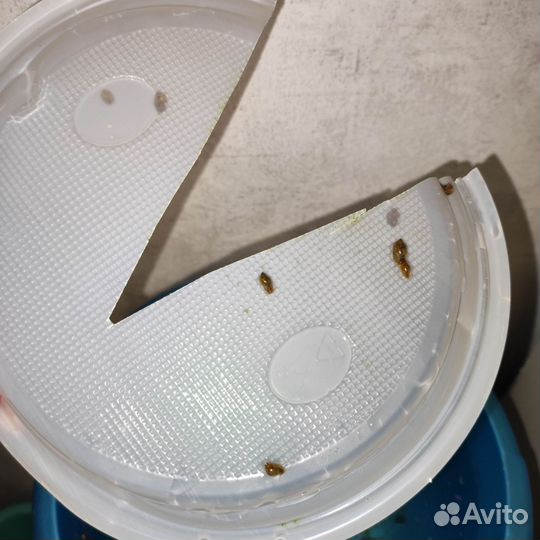 Улитки аквариумные бесплатно