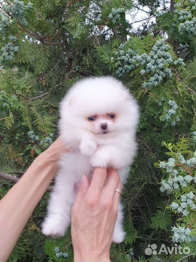 Померанский шпиц мини белый