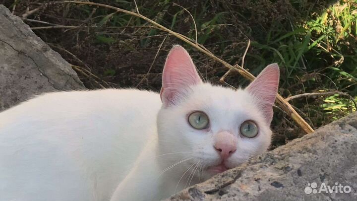 Котик