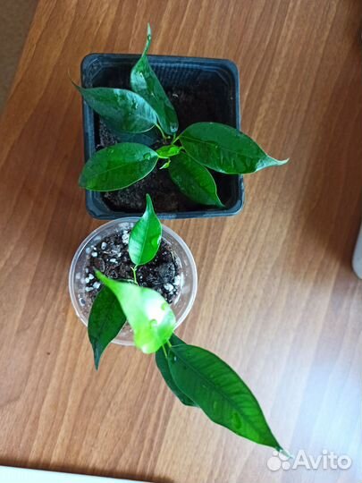 Фикус бенджамина