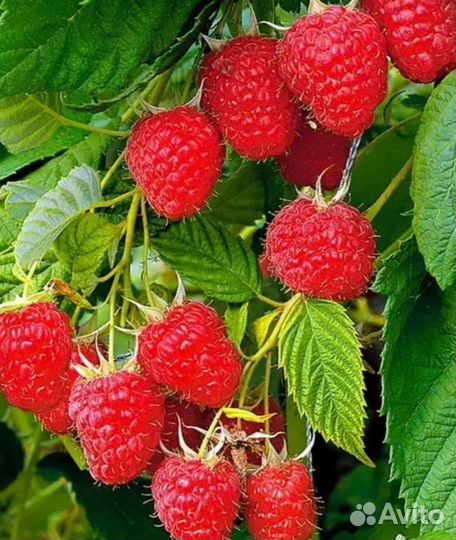 Малина саженцы