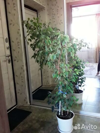 Фикус бенджамина