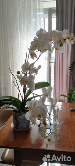 Орхидея фаленопсис
