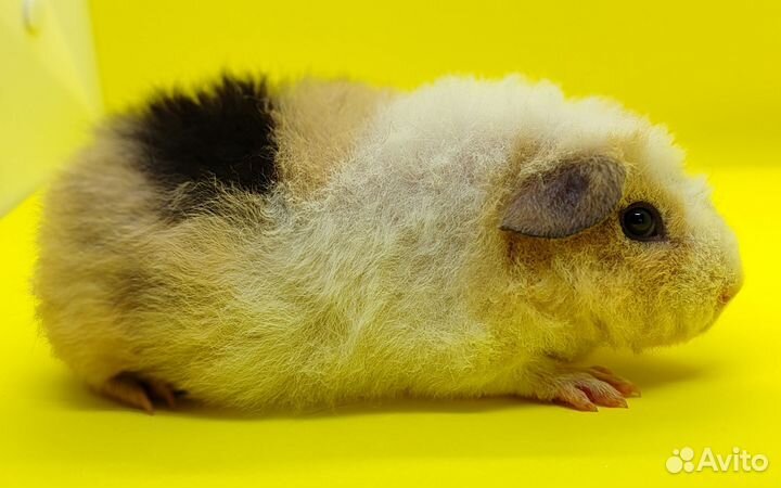 Морские свинки Американский тедди