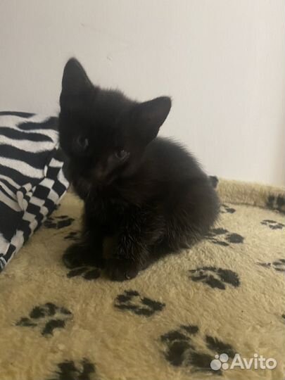 Кошка в дар