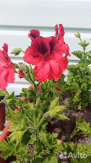 Королевская пеларгония