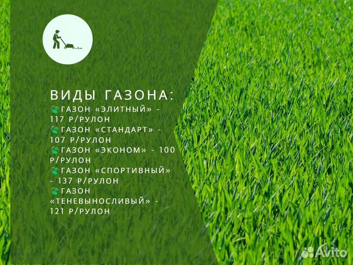 Рулонный газон мятлик