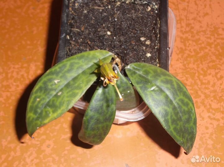 Комнатные пестролистные