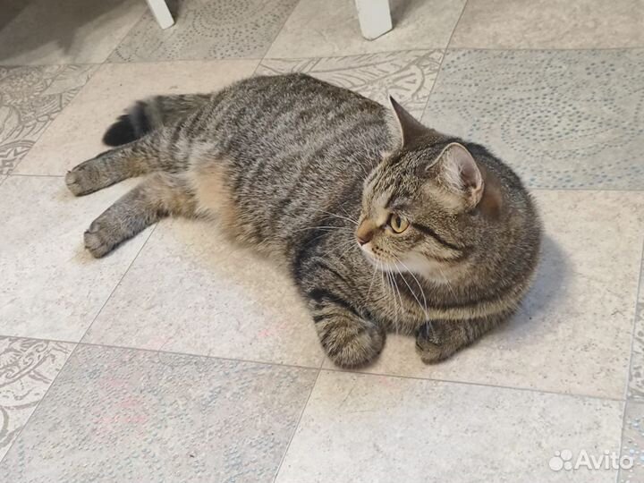 Кошки в добрые руки бесплатно