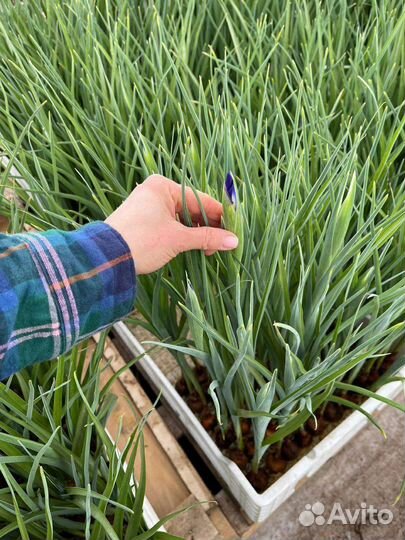 Луковицы ирисов Голландия сорт Блю меджик