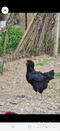 Гергебильские куры