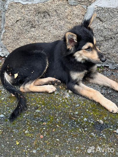 Щенок в добрые руки