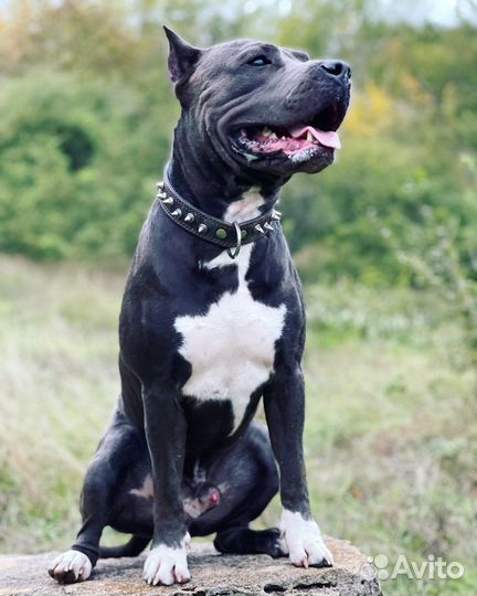 Амстафф вязка