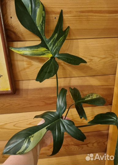 Филодендрон Маска