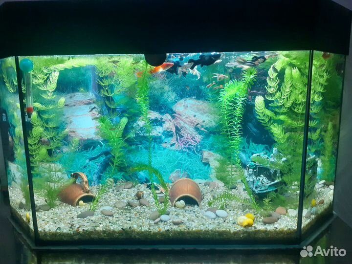 Аквариум 100л