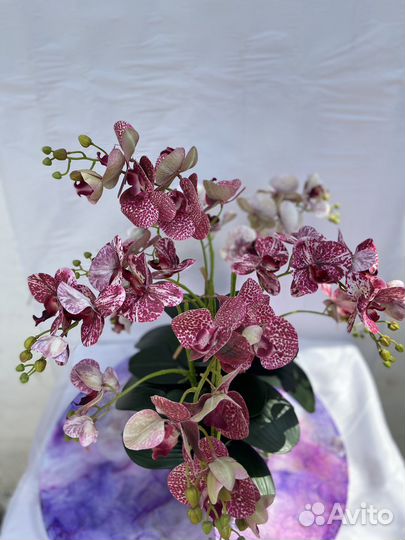 Орхидея фаленопсис бабочка