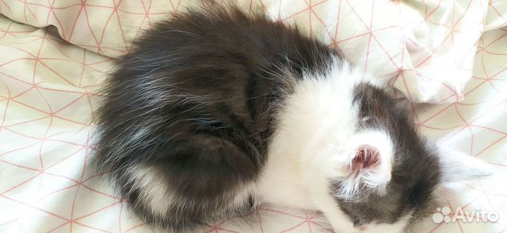 Котенок девочка 2 мес