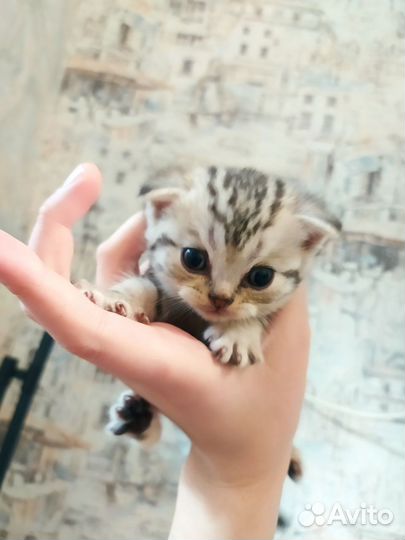 Шотланский котенок