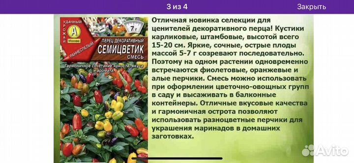 Рассада острых перцев для балкона