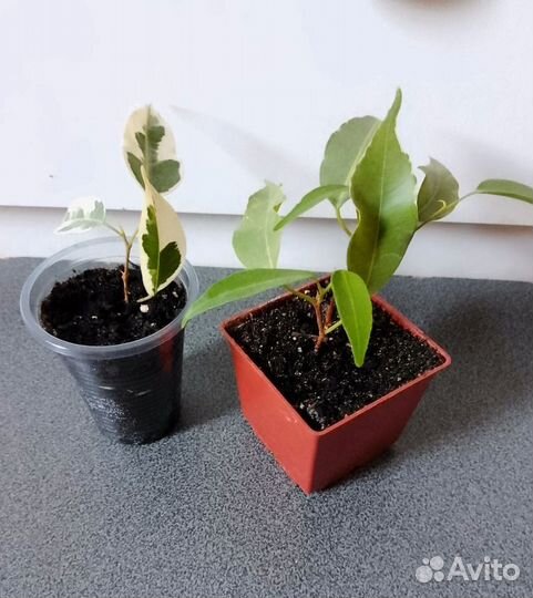 Фикусы