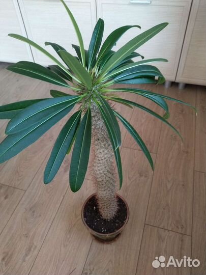 Пахиподиум