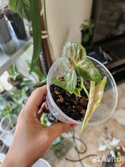 Сингониумы