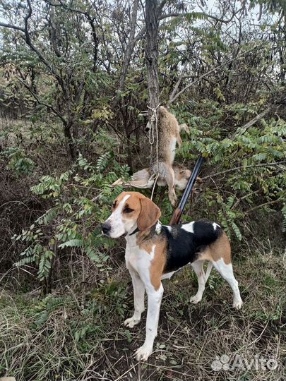 Русская пегая гончая