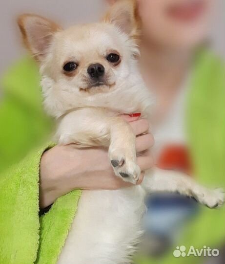 Вязка чихуахуа