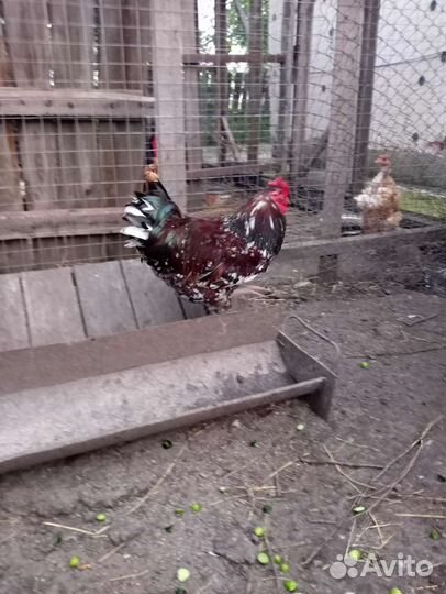 Куры петухи