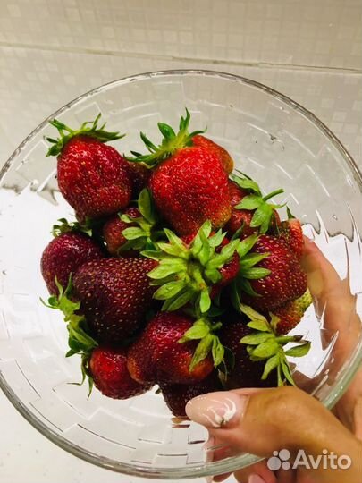 Клубника Чёрный принц крупноплодная сортовая