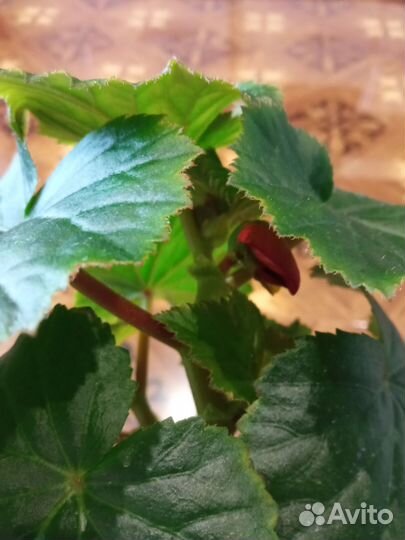 Бегония элатиор