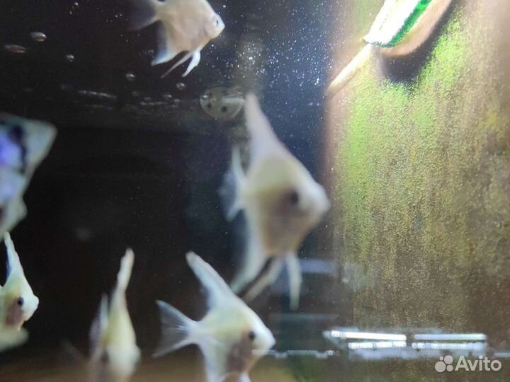 Скалярия платиновая 3-4см - Аквариумные рыбки