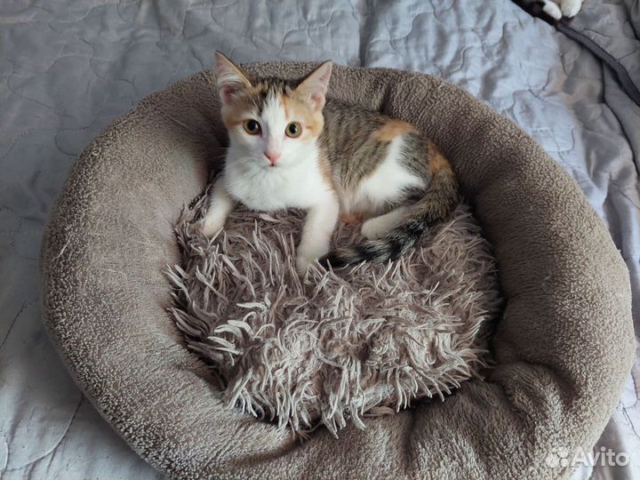 Девочка 4 месяца