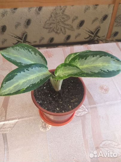 Комнатные цветы