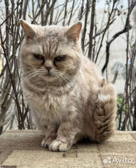 Кошка в дар