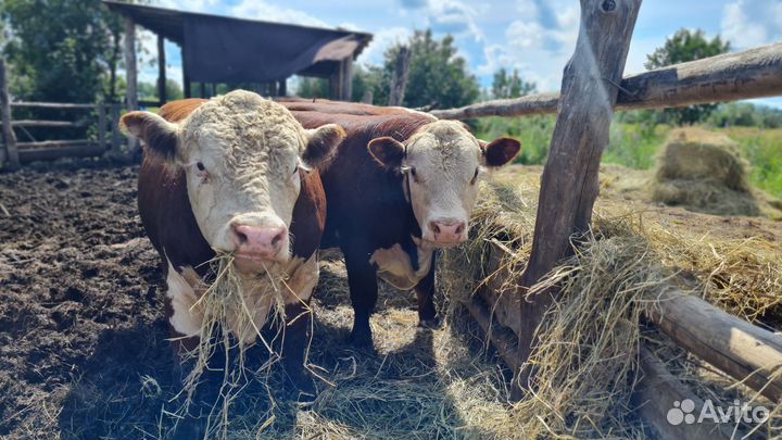 Бычки и быки Герефорды