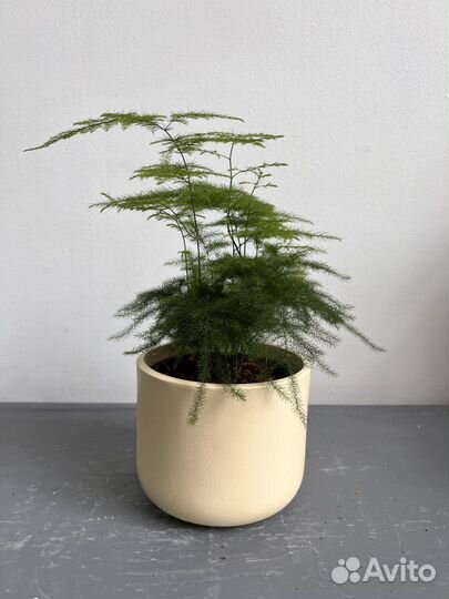 Аспарагус комнатный (спаржа)