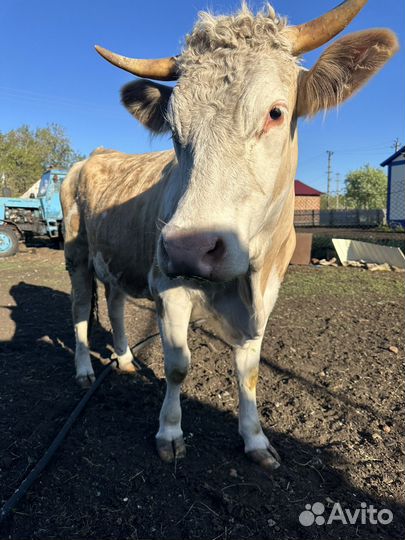 Корова стельная дойная